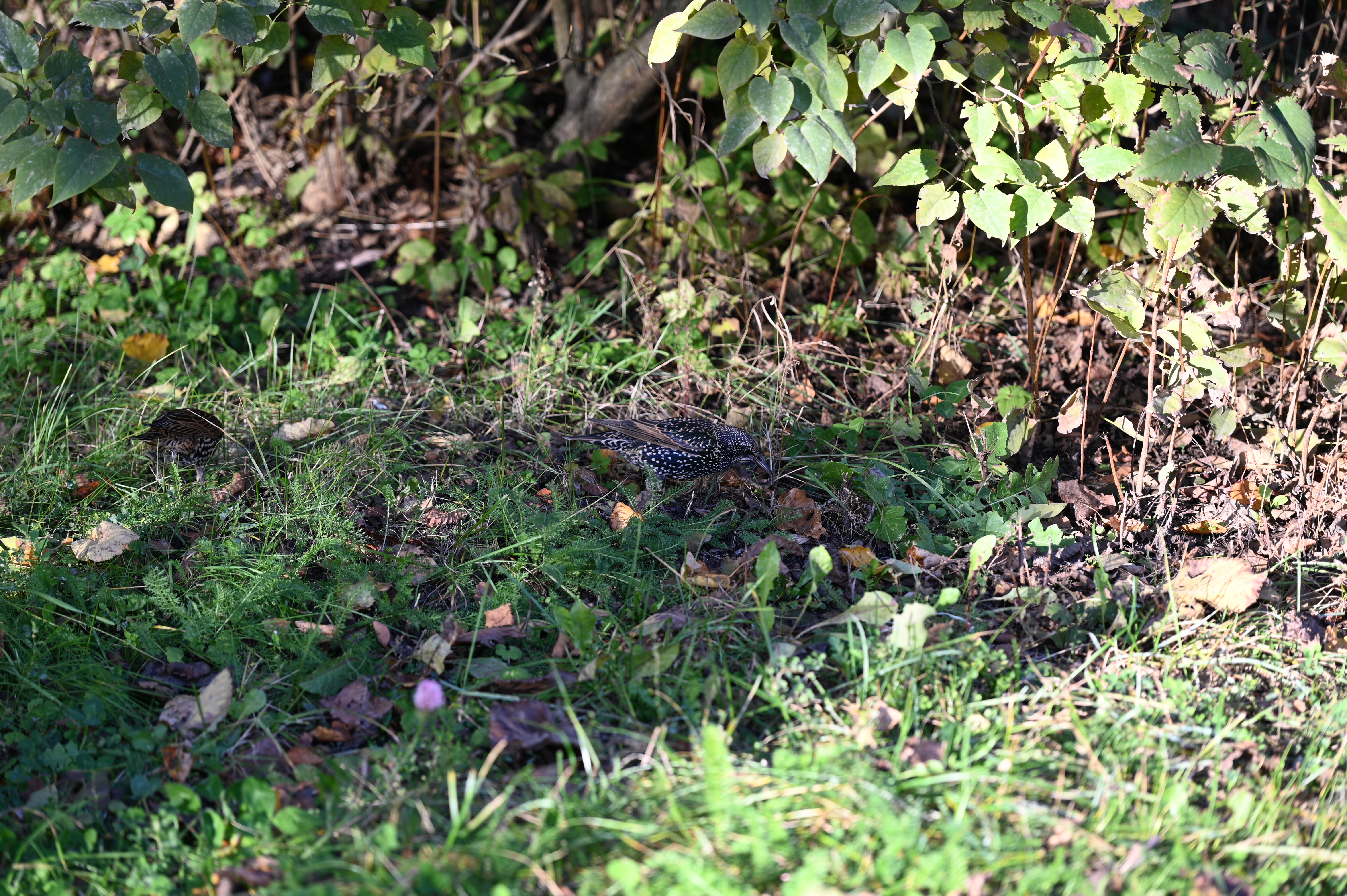 2025/10/18 - walk/DSC_0133.JPG